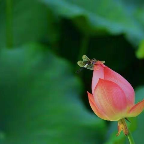 《小荷书院》佳作在线赏析（第三十二期）——滦州市第三实验小学六四班专刊