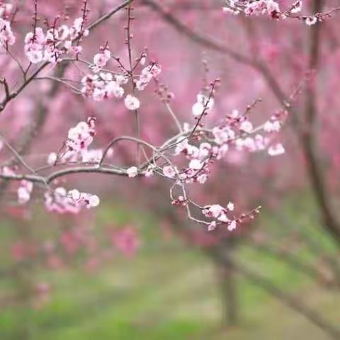 温馨三八，青小春意浓