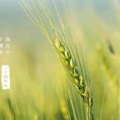 初夏迎小满，幸福满满—爱辅航幼儿园小满活动记录。