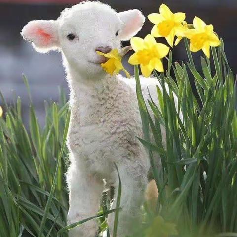 战疫与网课——九四班影集