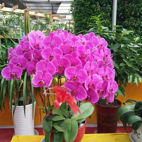 云想衣裳花想容