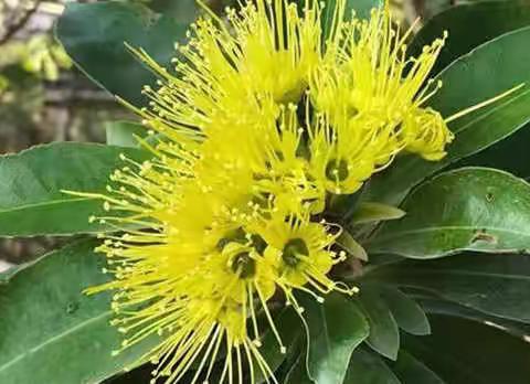 参观红沟村花圃、弘扬社会实践精神、感受自然魅力