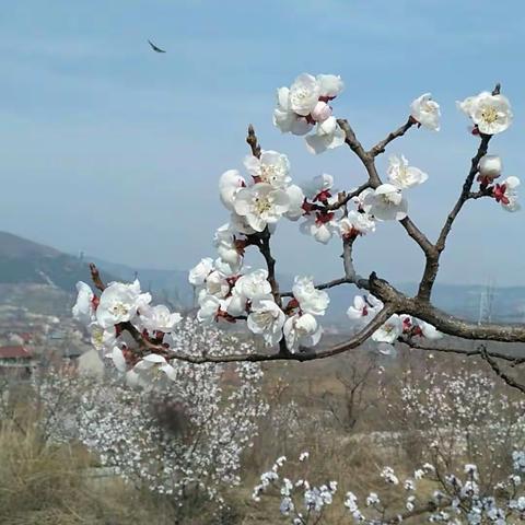 三月春风暖，满村春色惹人怜。