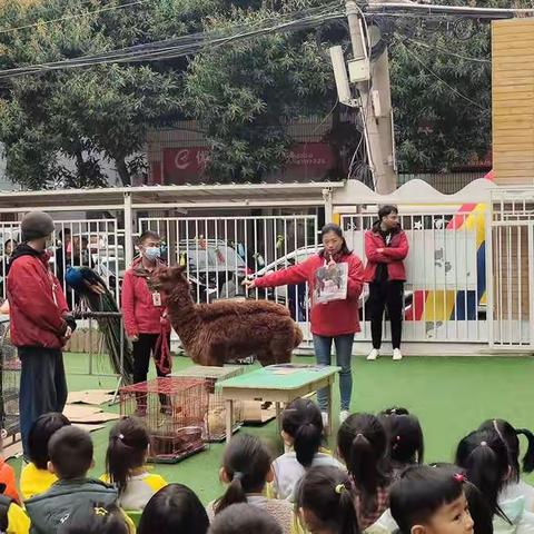 🍃春天幼儿园——动物朋友来啦！🐰🐻🐼🐨🐷