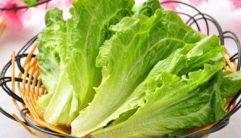 生菜种植失败引发的反思