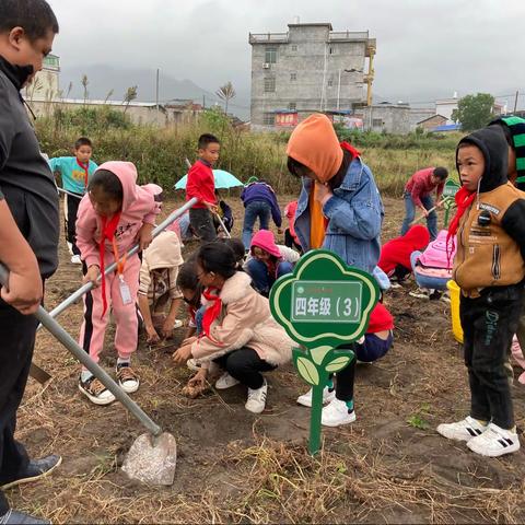 关水阁完小劳动基地红薯大丰收