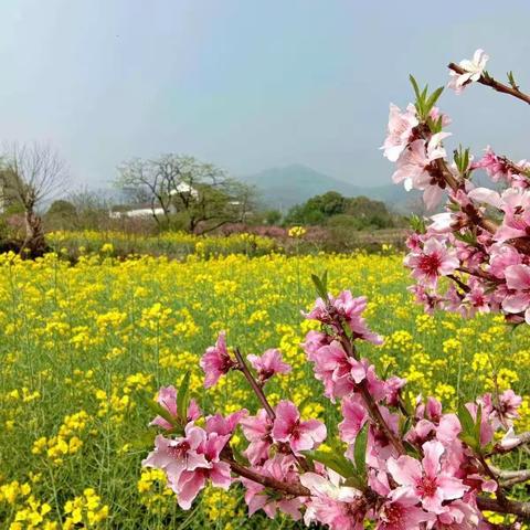 疫情宅家，静待花开