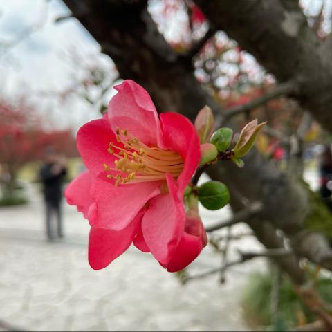  春天序曲之赏花海棠