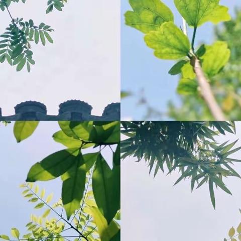 中二班课程故事——《叶子🍃有话说》