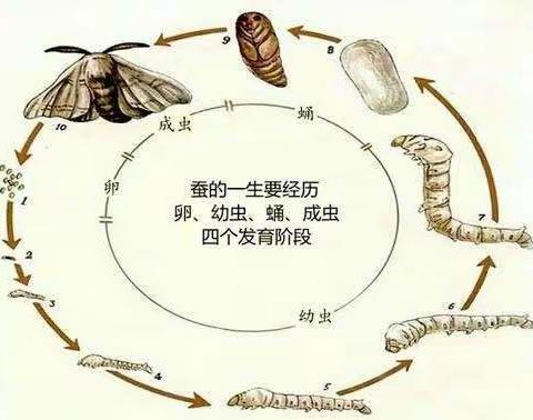 养蚕记——记录蚕短暂但精彩的一生