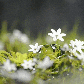 我若离去，谁会心疼