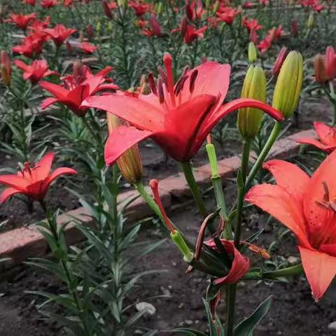 红色拉丁百合＆天人菊