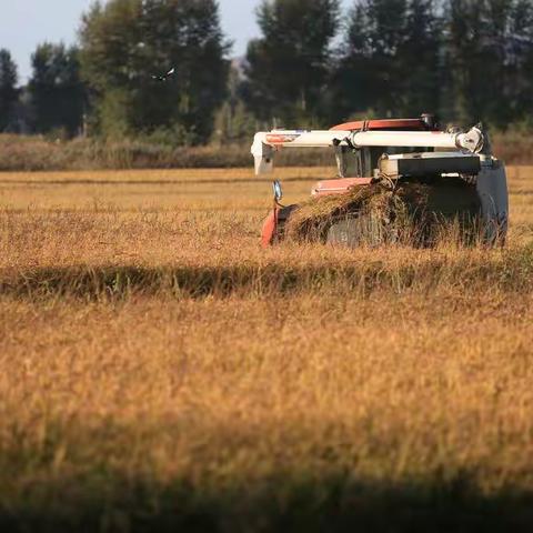 收获季节●义勒力特稻田收割一瞥