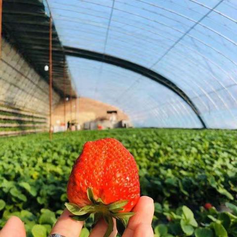 童心•艺智幼儿园草莓🍓采摘实践活动通知