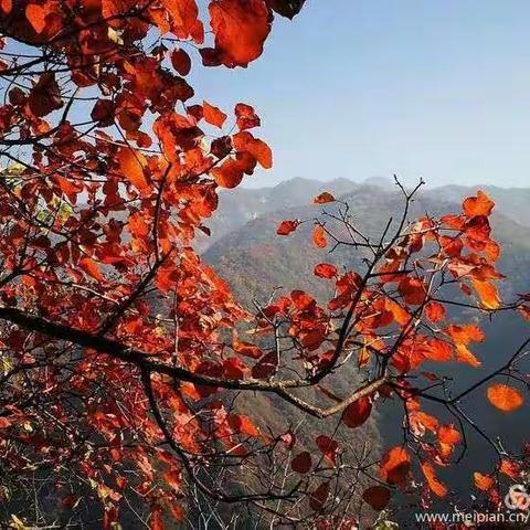 10月13日黄花岭赏绝美秋色