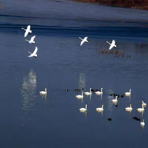 12月11-12日三门峡天鹅湖湿地公园+陕州地坑院