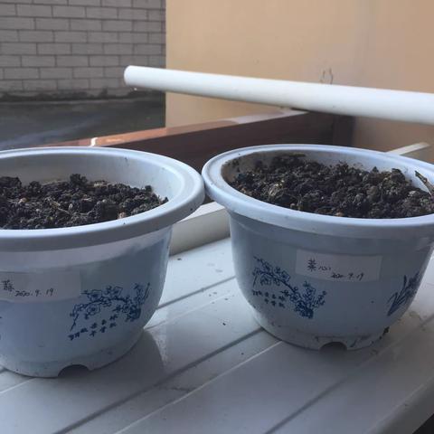 植物的生长（菜苗和蒜）—观察者石岩公学一（4）班黄明济