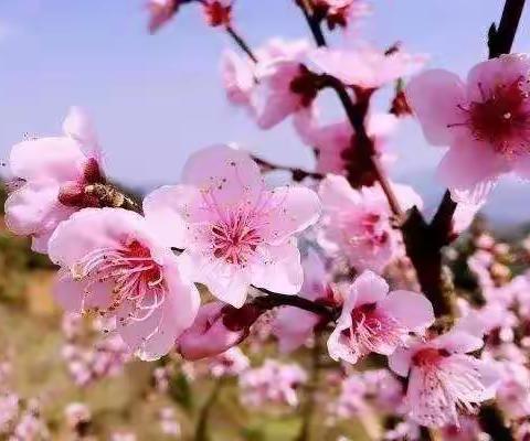 线上教研聚合力 云端提升绽芳华