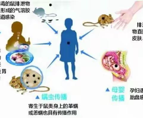 警惕！流行性出血热的发生——马王中学关于防控流行性出血热工作纪实