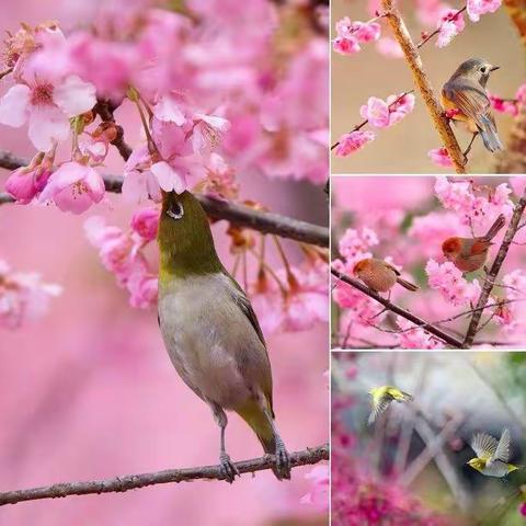 鸟语花香春意浓