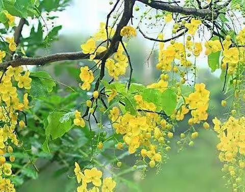 三年四班语文素养大赛