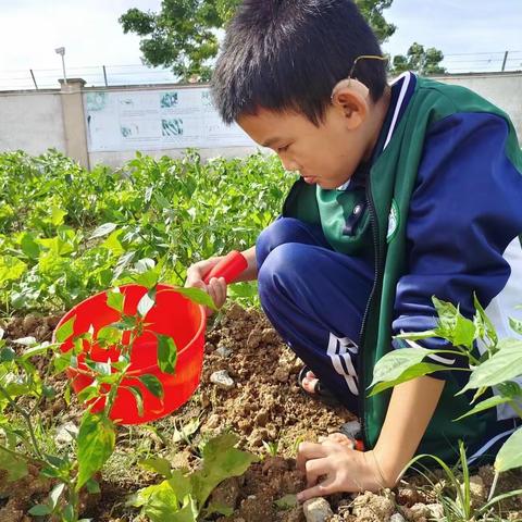 在劳动中成长  在快乐中收获——陵水特校四年级劳动教育实践活动