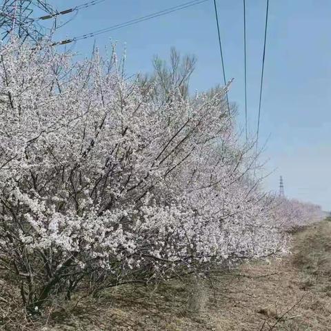 课堂内外齐种植，童年生活多体验