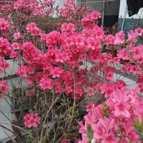 有一种爱，是无声的告别