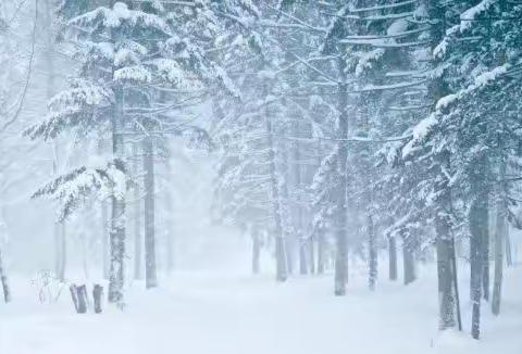 等一场雪落，暖漂泊的心扉