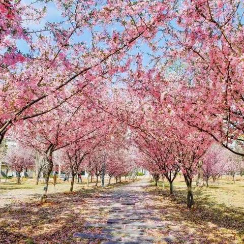 春暖花开，待山河无恙，我们共赏春光——古邳小学二年级语文组第八周工作情况反馈