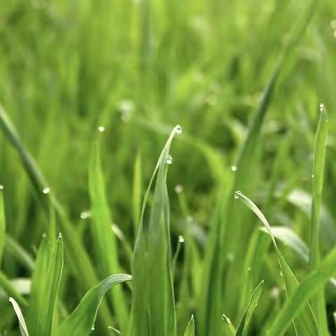 暑假科学观察日记