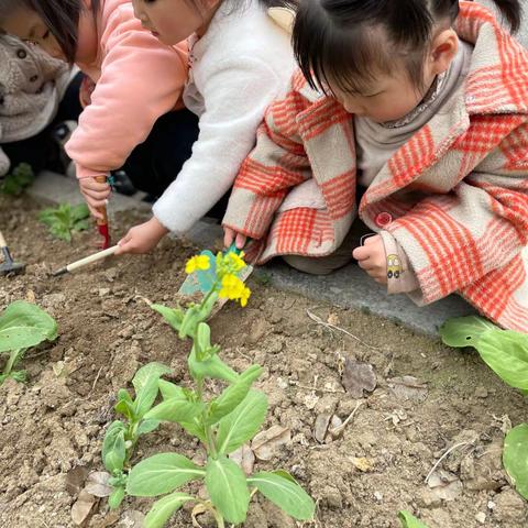 小一班《挖挖乐》