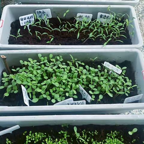 【11班·绿植生长及街头采访记录】春日安好，往后尽是鲜花烂漫