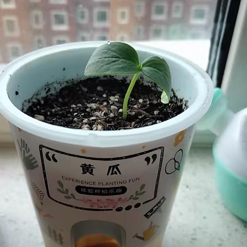 科学种植—黄瓜🥒