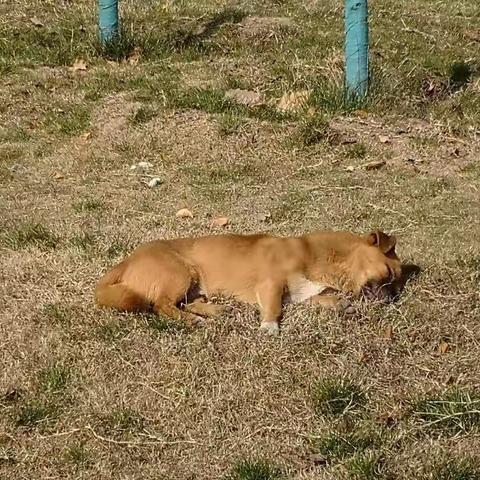 冬日暖阳下狗狗的幸福时刻