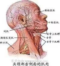 【保健】做胸锁乳突肌拉伸能解决很多疾病