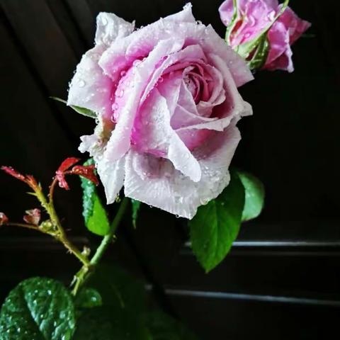 花中皇后一月季花~手机篇