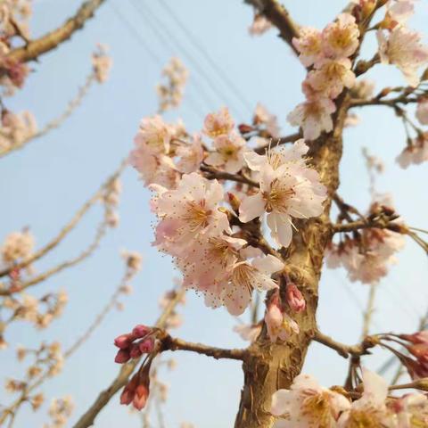 【幸福23中·德育】“冬日”已去  “暖春”即来－临沂二十三中学·四年级空中课堂纪实