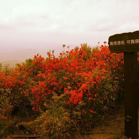 石城八挂脑一一满山遍野映山红