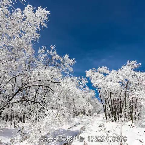 快看---礼泉槐林春雪美到睁不开眼