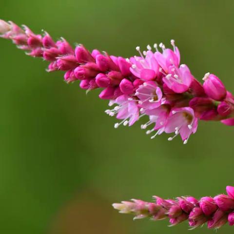 横刀立马拍摄的花卉（154）狗尾巴花