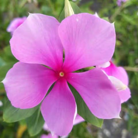 湘潭县石潭镇中心小学四年级  179班璞玉中队