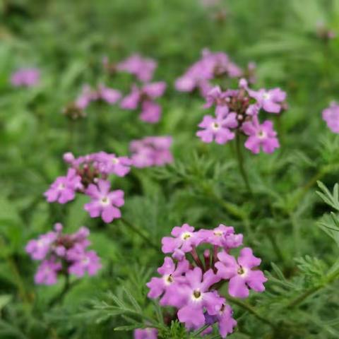 湘潭县石潭镇中心小学四年级179班璞玉中队第二期