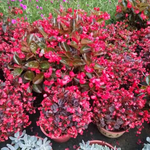 石潭镇中心小学三年级179班璞玉中队6、7月份的掠影