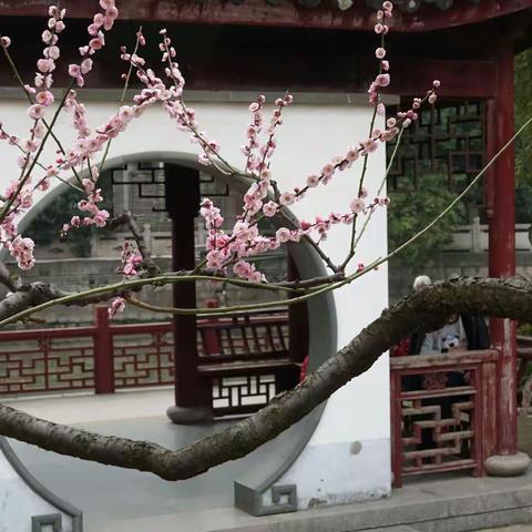 摄影习作---梅花
