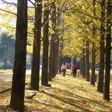 人生如秋，霞光依旧！