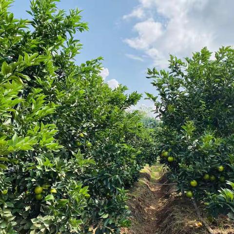 海色经典国际幼儿园亲子采摘活动