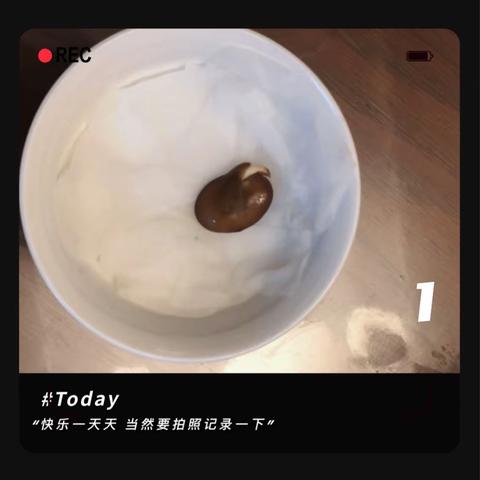 植物有生命-蚕豆宝宝成长记录 海曙外国语学校106班 鲍辰睿