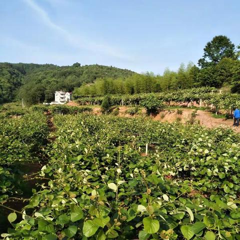 江山市协泰家庭农场（2018年）