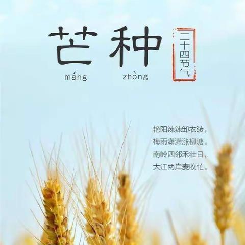 风吹麦浪，收获希望——中三班二十四节气之芒种活动